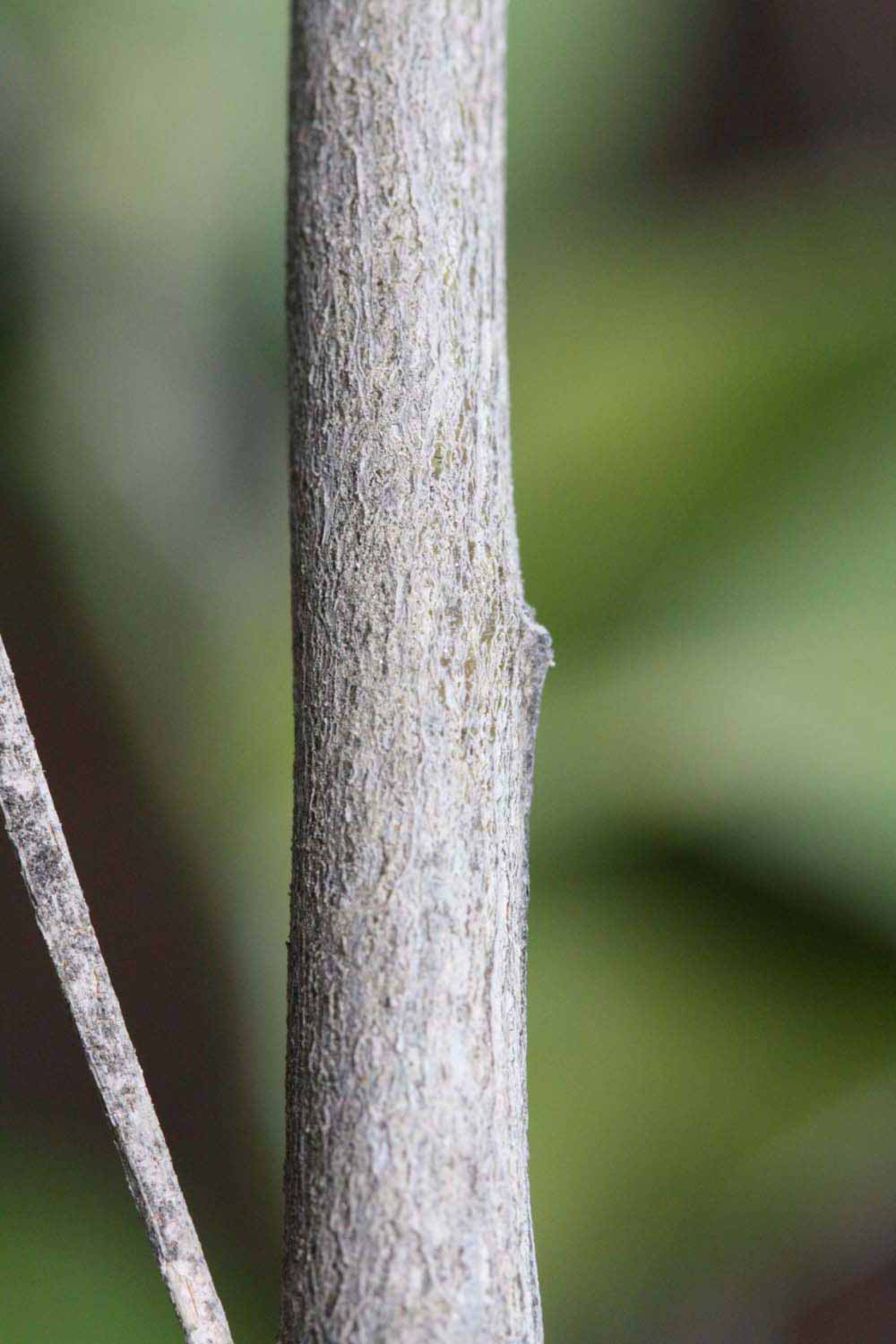              Second - third year twig (Riverside, CA)       